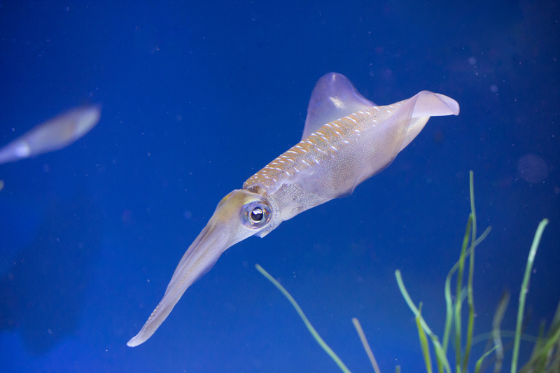 Illustration for article titled Monterey Bay Aquarium